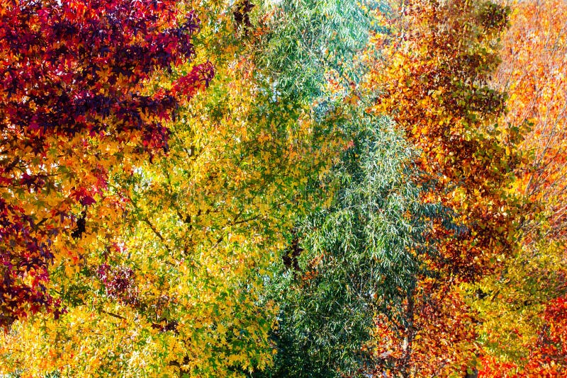 Albero variopinto di autunno in un concetto differente di diversità di tonalità di colore immagini stock Albero variopinto di autunno in un concetto differente di diversità di tonalità di colore immagini stock