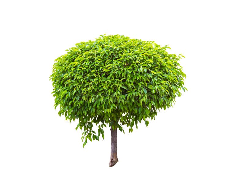 Albero verde isolato su un fondo bianco fotografia stock Albero verde isolato su un fondo bianco fotografia stock