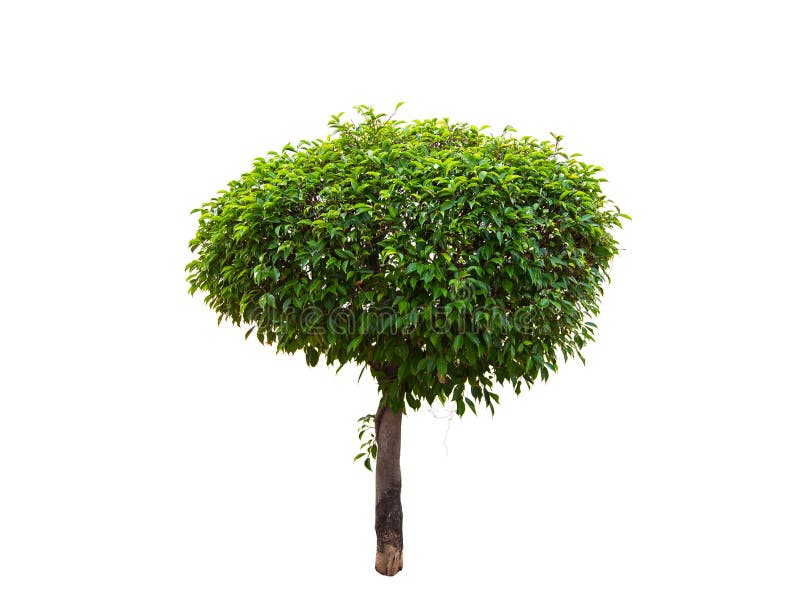Albero verde isolato su un fondo bianco immagini stock Albero verde isolato su un fondo bianco immagini stock