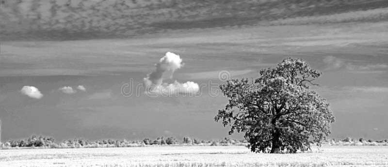Albero vigoroso solo in un campo sotto il cielo Grande vecchia quercia fotografia stock libera da diritti Albero vigoroso solo in un campo sotto il cielo Grande vecchia quercia fotografia stock libera da diritti