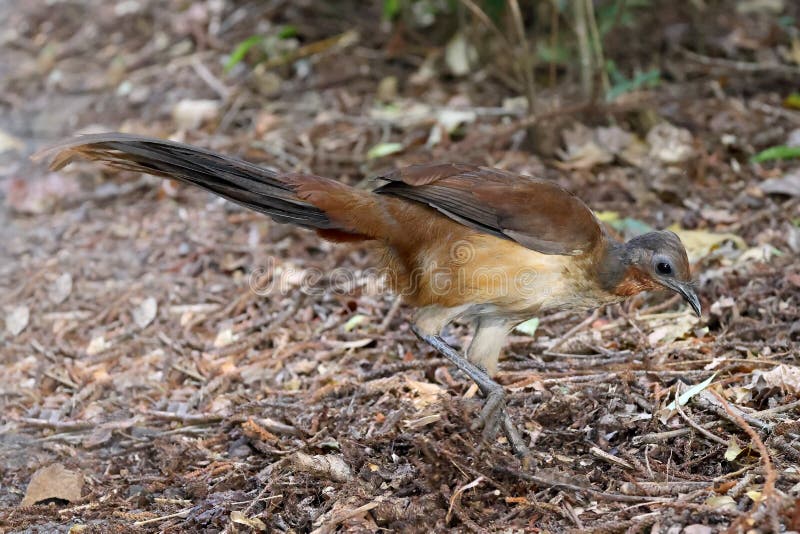 Albert`s Lyre Bird