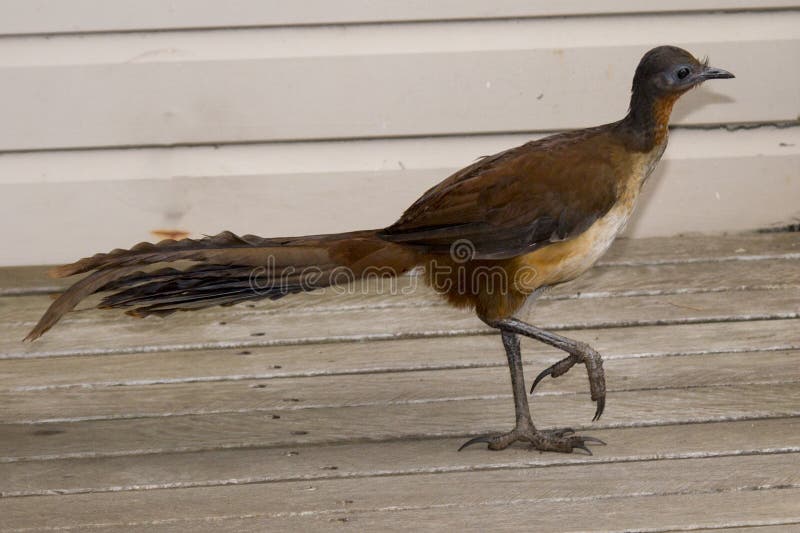 Albert s Lyrebird