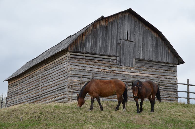 Alberta Barn stock image. Image of grazing, farm, barn 41166257