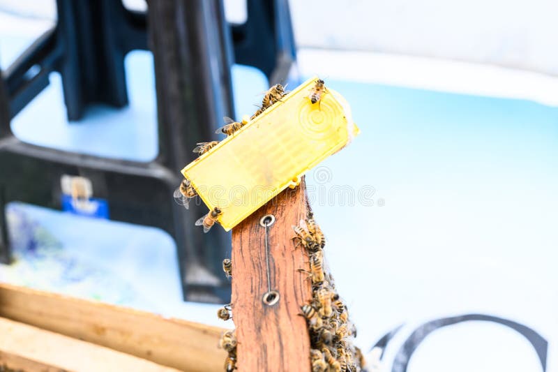 Albine care lucrează pe o matcă excluder într-un stup royalty free stock photo