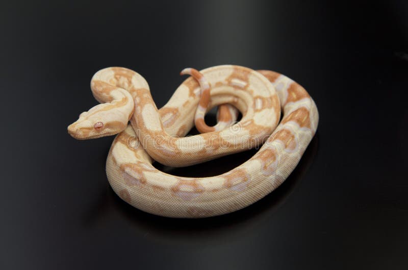 Albino-Boa constrictor