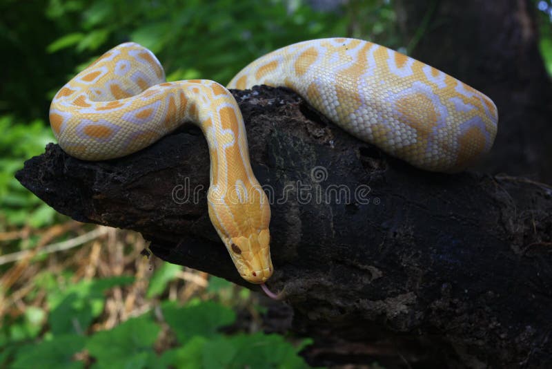 Albino Burmese Python Python Molurus Bivittatus Stock Photo - Image of ...