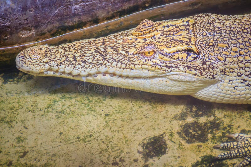 Albino Siamese Crocodile Or Thai Crocodile, Thailand. Stock Photo