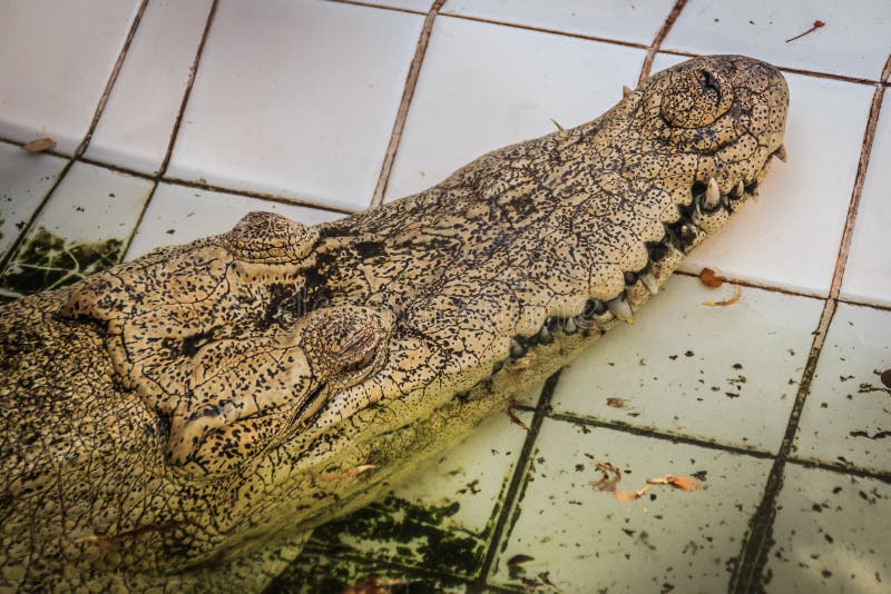 An albino crocodile : r/pics