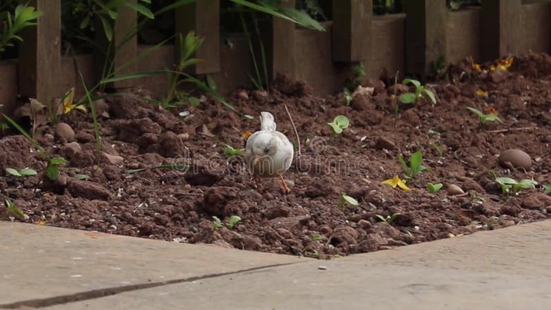 Albino dunnock λευκό σπουργιτιών φρακτών