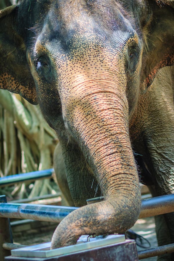 White Elephant, Thailand  Albino animals, Elephant, Rare albino animals