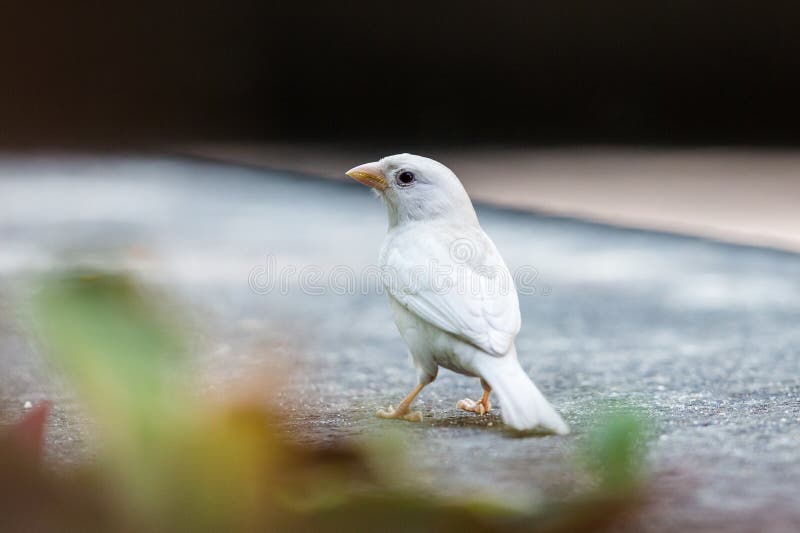 Albino Eurasian Tree Sparrow