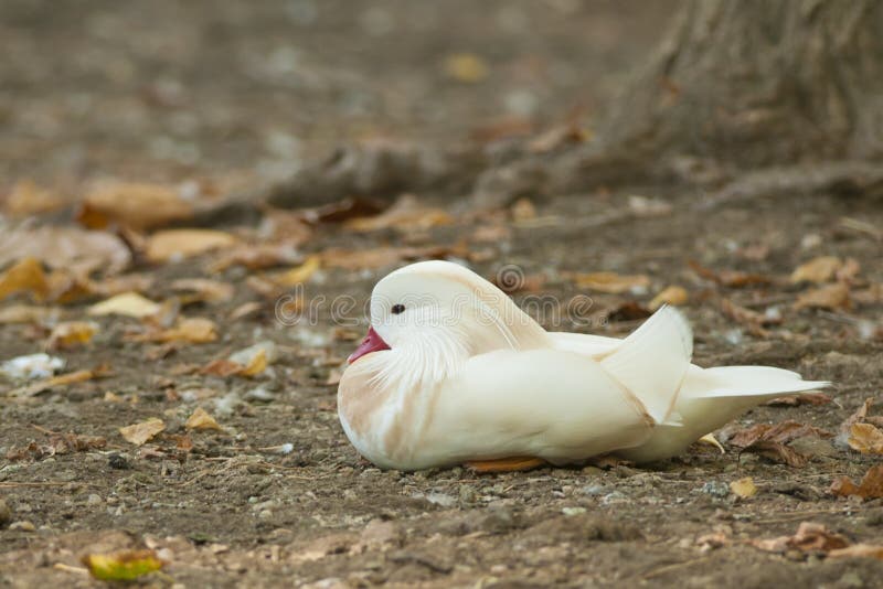 Albino Mandarin Duck