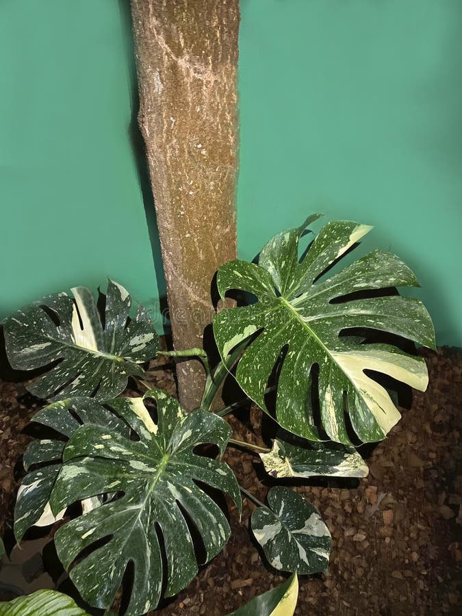 Albino Monsteras, (white Monstera, Monstera albo variegata) growing in the garden. Isolated on a green-brown background. Close-up. Macro. Gardening concept.