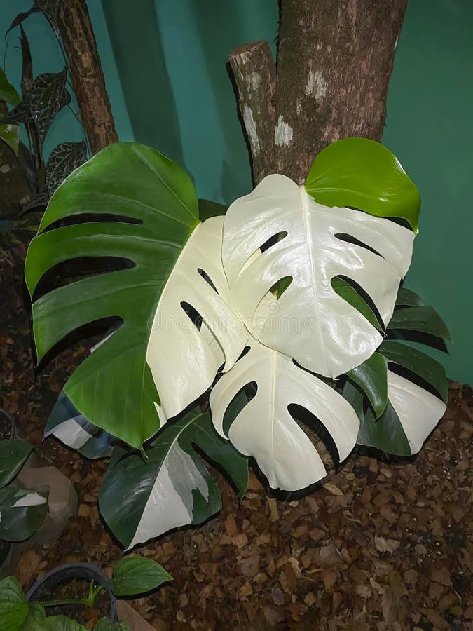 Albino Monsteras, (white Monstera, Monstera albo variegata) growing in the garden. Isolated on a green-brown background. Close-up. Macro. Gardening concept.