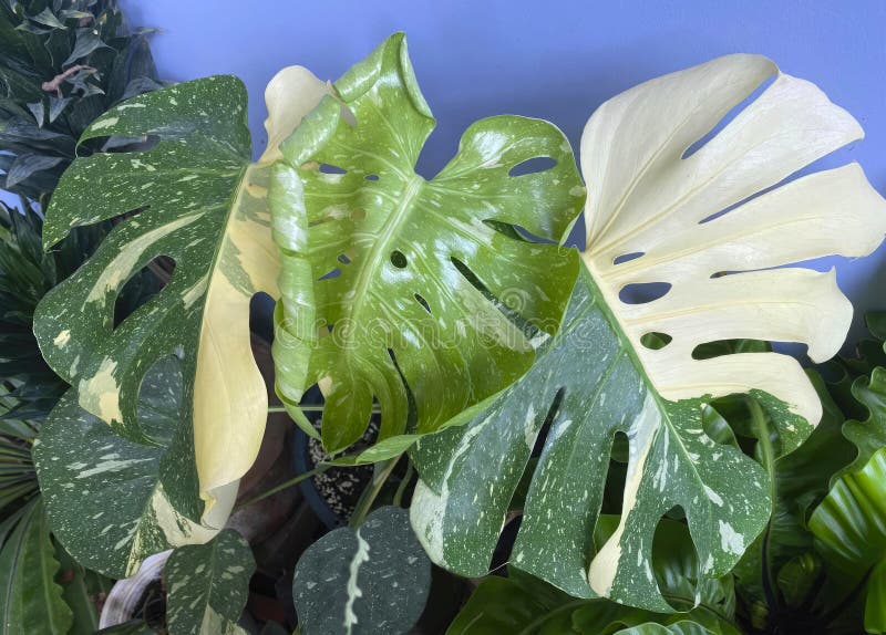 Albino Monsteras (white Monstera, Monstera albo variegata) growing in the pot. Close-up. Macro. Isolated on a blue background. Gardening and home décor concept.