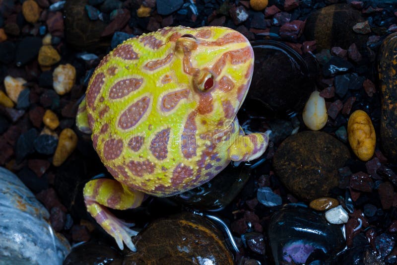 Albino Pac-Man Frog, rana cornuta & x28; Ornata& x29 di Ceratophrys