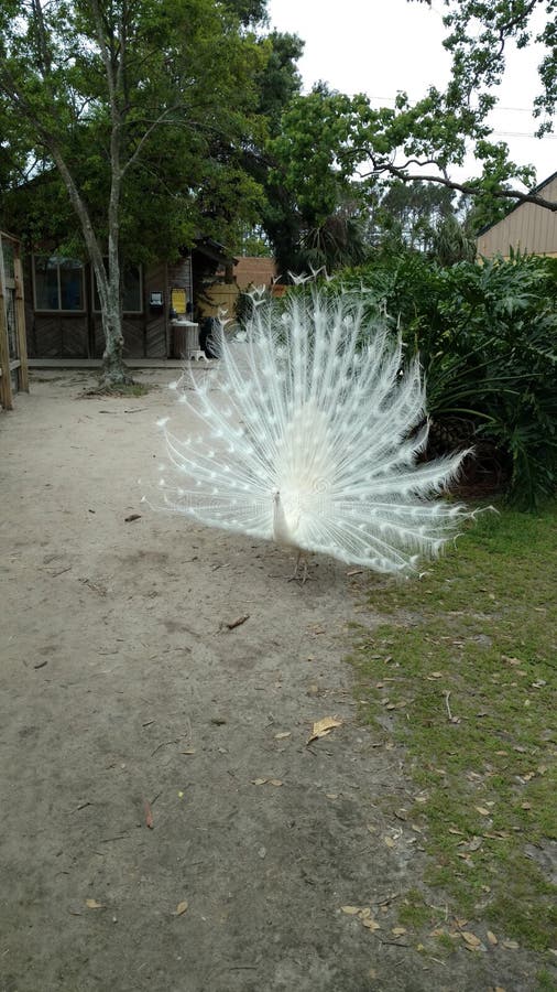 Albino Peacock con las plumas de cola blanca separ? grande buscando a un compa?ero foto de archivo Albino Peacock con las plumas de cola blanca separ? grande buscando a un compa?ero foto de archivo