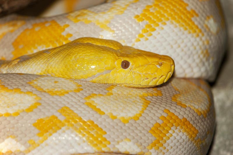 ALBINO RETICULATED PYTHON python reticulatus royalty free stock images