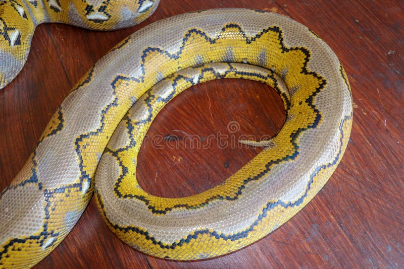 Albino reticulated python : python snake yellow lying on the wooden table. Close up of Big Python regius or Royal Python is a large non poisonous snake. Pattern Boa Snake skin abstract textured