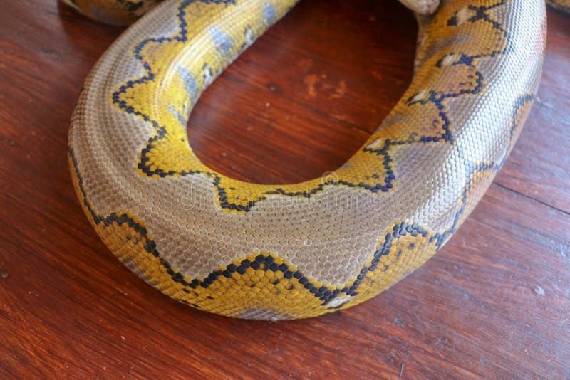 Albino reticulated python. Python snake yellow lying on the wooden table. Close up of Big Python regius or Royal Python is a large royalty free stock images