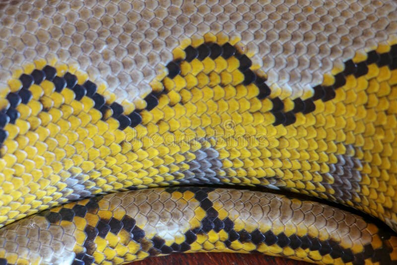 Albino reticulated python. Python snake yellow lying on the wooden table. Close up of Big Python regius or Royal Python is a large stock photography