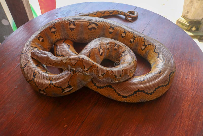 Albino reticulated python : python snake yellow lying on the wooden table. Close up of Big Python regius or Royal Python is a royalty free stock image