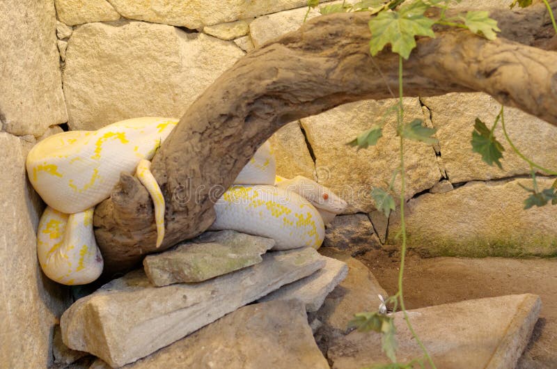 Albino reticulated pythonor python reticulatus stock images