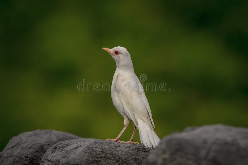 Albino Robin en punto de la corona imágenes de archivo libres de regalías Albino Robin en punto de la corona imágenes de archivo libres de regalías