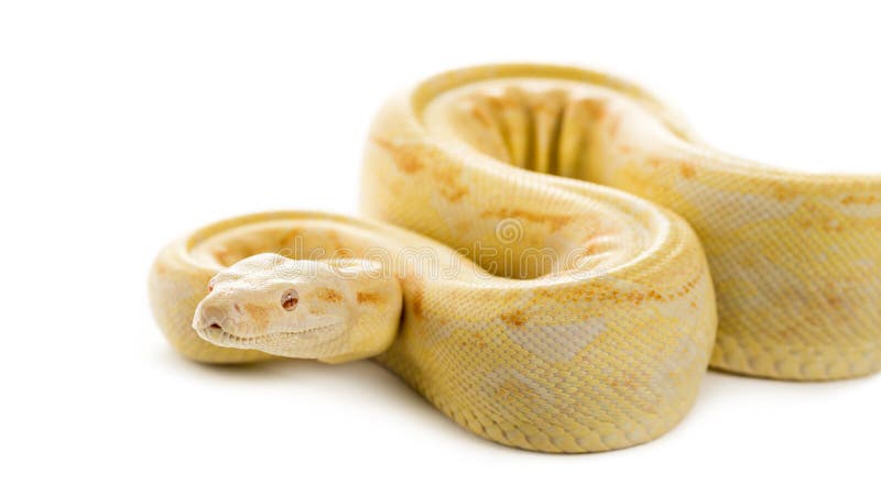 Albino royal python royalty free stock photo