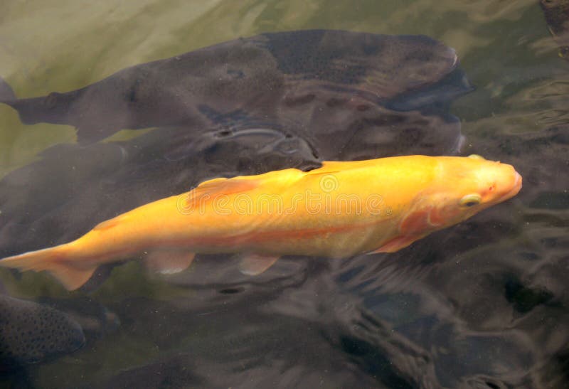Photo of trophy size albino trout at a fish hatchery. This is a mutation of the rainbow trout and easily stands out.