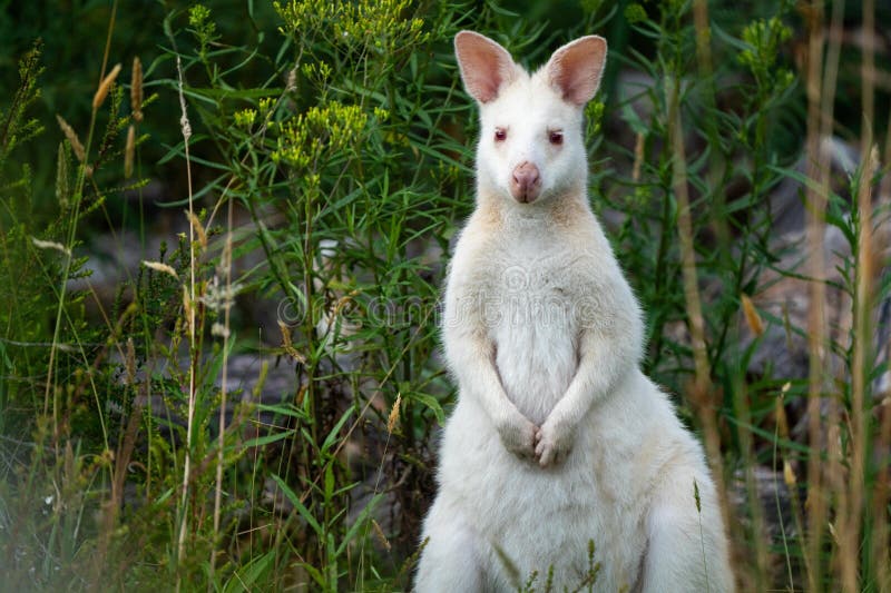 Foto de Macaco Brincalhão Albino e mais fotos de stock de Albino - Albino,  Macaco, Animal - iStock