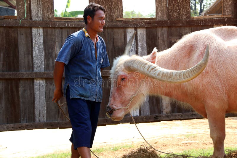 munkanélküliség hasított magán for sale albino water buffalo idegesít ...