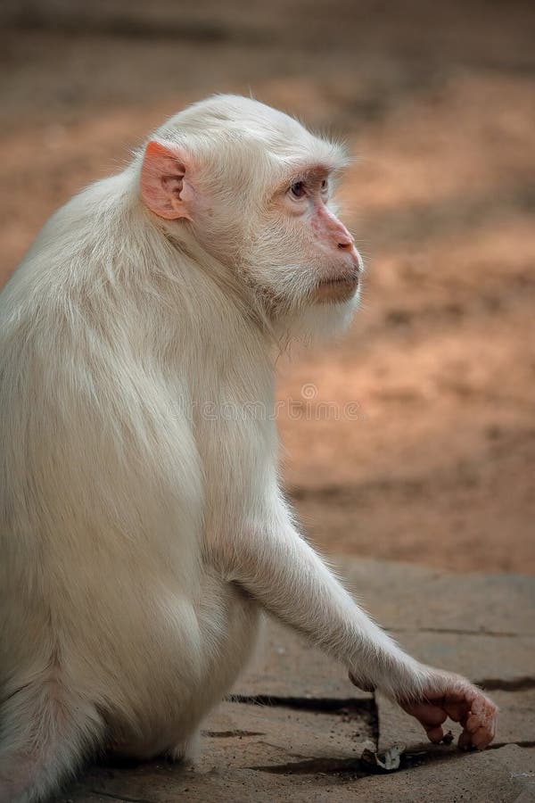 Albino Rhesus Macaque, Ko Samui, 2009 Stock Photo - Alamy