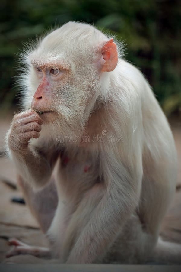 Albino Macaque Monkey Close-up. Beautiful Eyes Of An Animal. Stock Photo,  Picture and Royalty Free Image. Image 201992791.