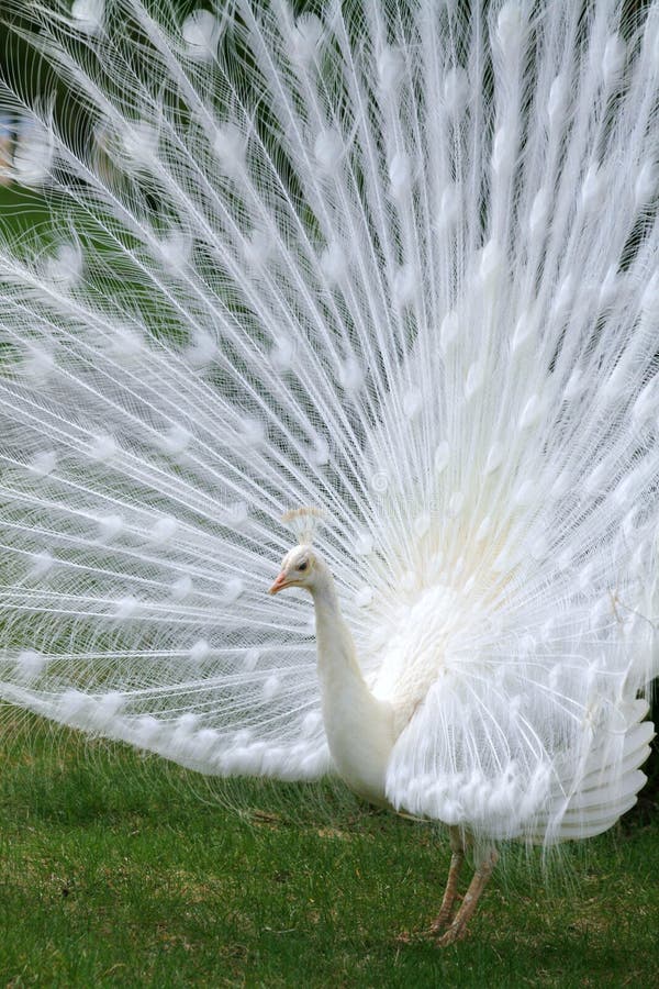 Albino White Peacock stock photo Albino White Peacock stock photo