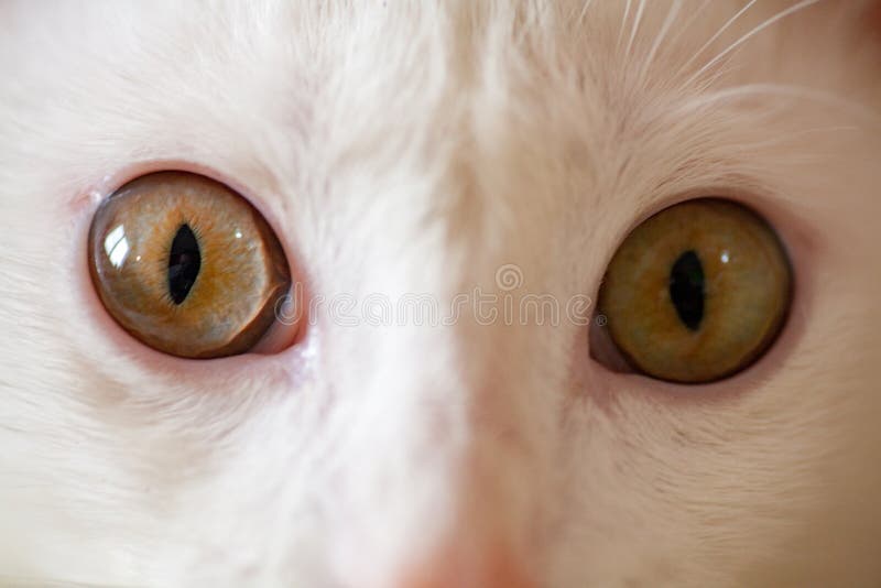 Chats Albinos Photo Stock Image Du Amour Cheri Pets Chats Albinos Photo Stock Image Du Amour Cheri Pets