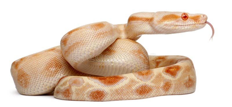 Albinos Boa constrictor, Boa constrictor