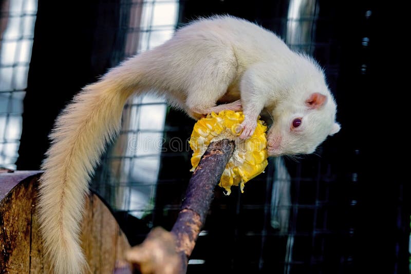 Macaco branco albino imagem de stock. Imagem de marrom - 290616153