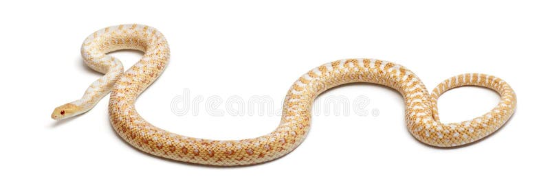 Albinos Pacific gopher snake or coast gopher