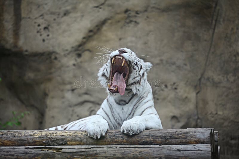 Albinotiger i zoo royaltyfri bild Albinotiger i zoo royaltyfri bild