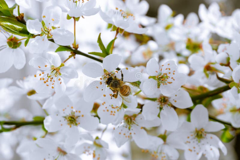 Albină pe mirabelle alb înflorit primăvara stock image