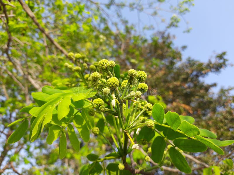 Albizia Lebbeck or Shirisha Tree Flowers. Stock Image - Image of ...