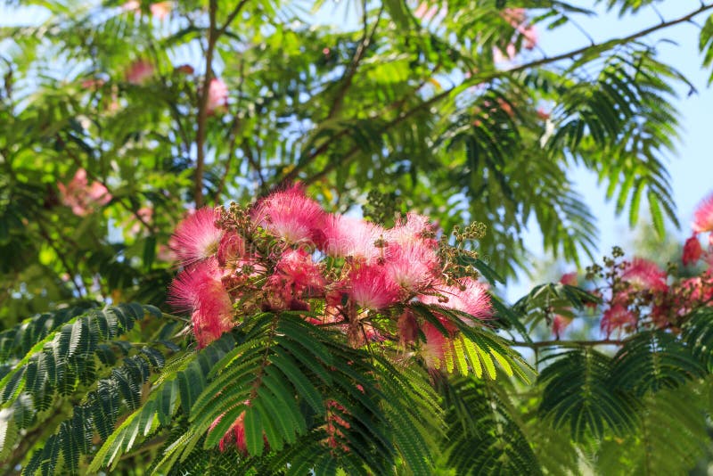 Stock Photos Download 225 Royalty Free Photos