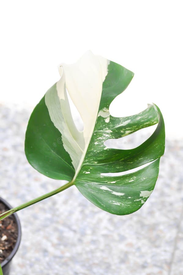 Albo Plant, Monstera Albo Borsigiana or Monstera Albo Variegata or Variegated Monstera Albo or Monstera Albo plant