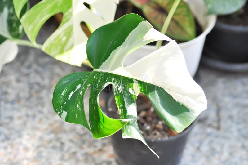 Albo Plant, Monstera Albo Borsigiana or Monstera Albo Variegata or Variegated Monstera Albo or Monstera Albo plant