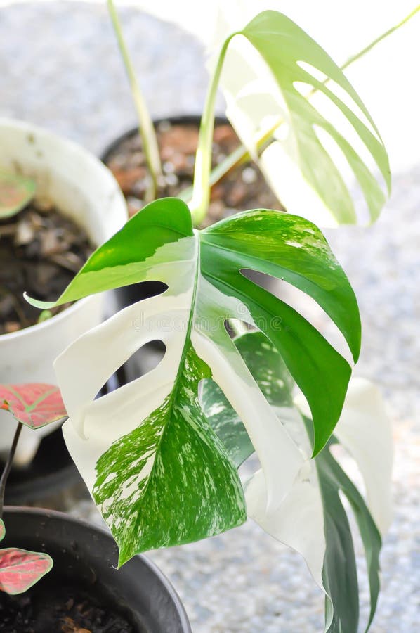 Albo Plant, Monstera Albo Borsigiana or Monstera Albo Variegata or Variegated Monstera Albo or Monstera Albo plant