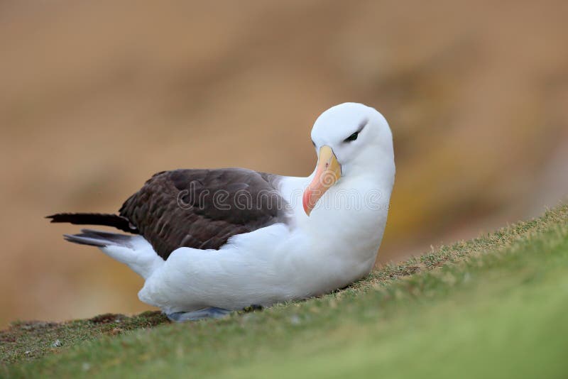 albratross Nero-browed Albatro che si siede sulla scogliera Albatro con erba verde Albatro da Falkland Island Uccello di mare alb fotografie stock albratross Nero-browed Albatro che si siede sulla scogliera Albatro con erba verde Albatro da Falkland Island Uccello di mare alb fotografie stock