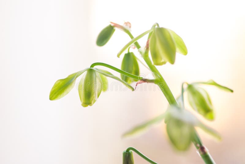 Albuca штопора, spiralis Albuca стоковое фото rf Albuca штопора, spiralis Albuca стоковое фото rf