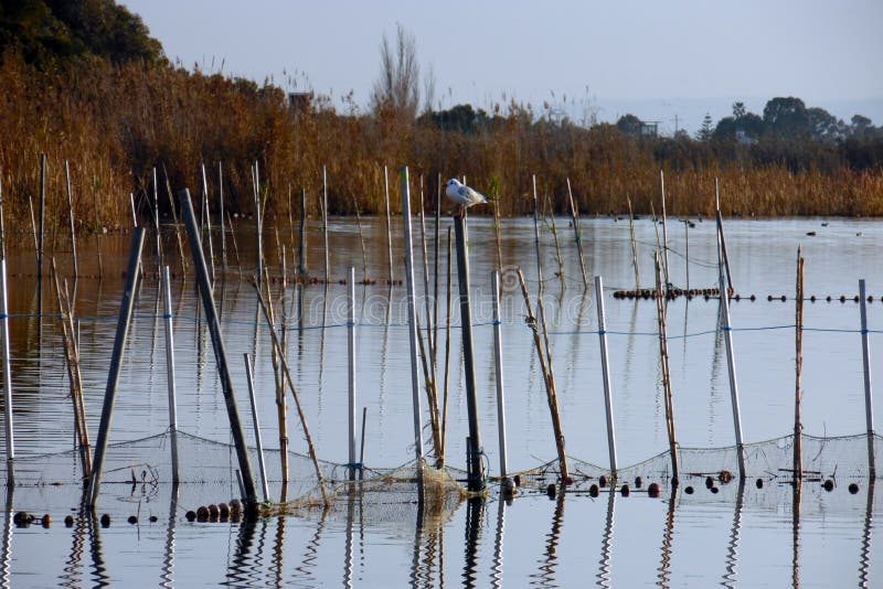 Albufera lagun i Valencia med flodrottingar och fisknät Naturen parkerar med sjön av salt vatten Sjö i Spanien Fridsamt förlägga royaltyfria bilder