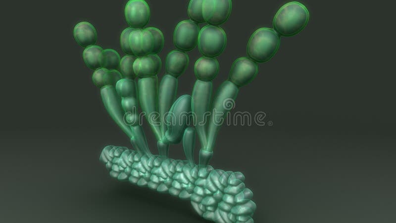 Albugo. Is a genus of plant-parasitic oomycetes. Those are not true fungi, although many discussions of this organism still treat it as a fungus. The taxonomy royalty free illustration Albugo. Is a genus of plant-parasitic oomycetes. Those are not true fungi, although many discussions of this organism still treat it as a fungus. The taxonomy royalty free illustration